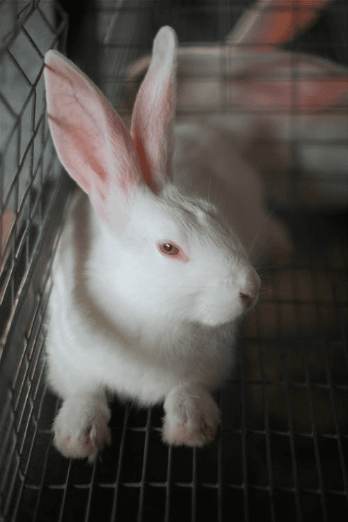 Lapin blanc élevé à Ruette, Gaume