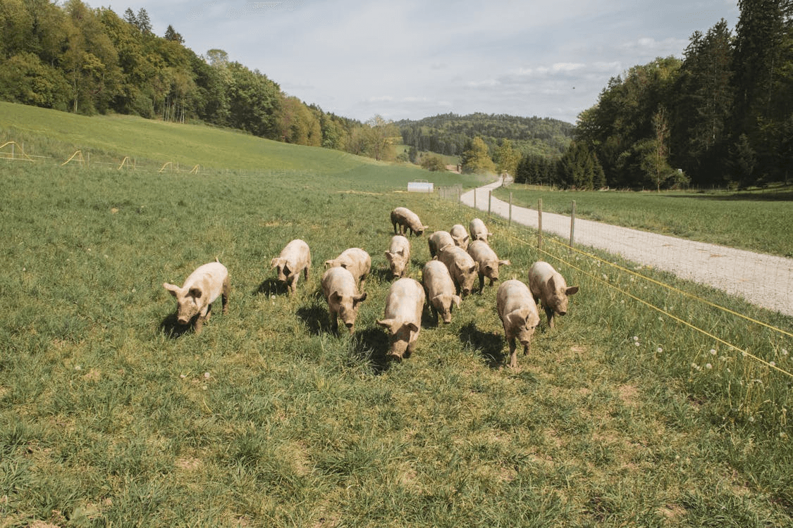 Porcs en liberté dans les prés, élevage en plein air Gaume