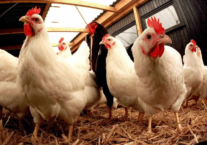 Poulets fermiers dans la basse-cour, élevage plein air