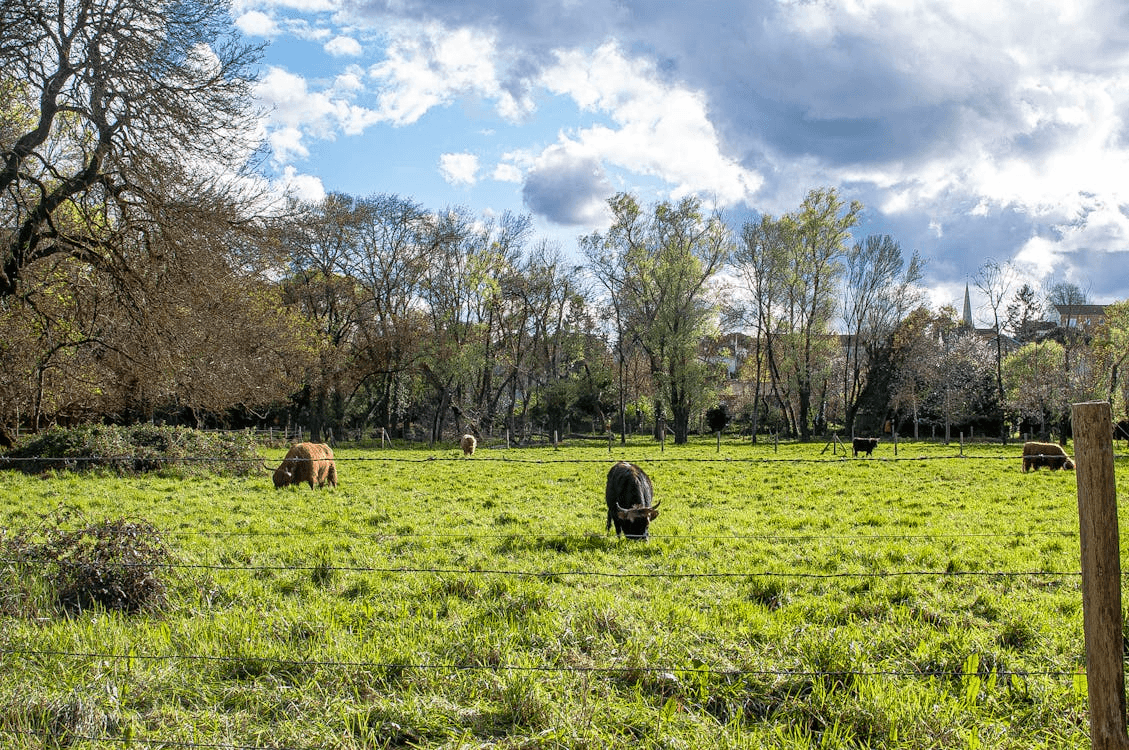 Bovins highland en pâture dans les prairies de Gaume